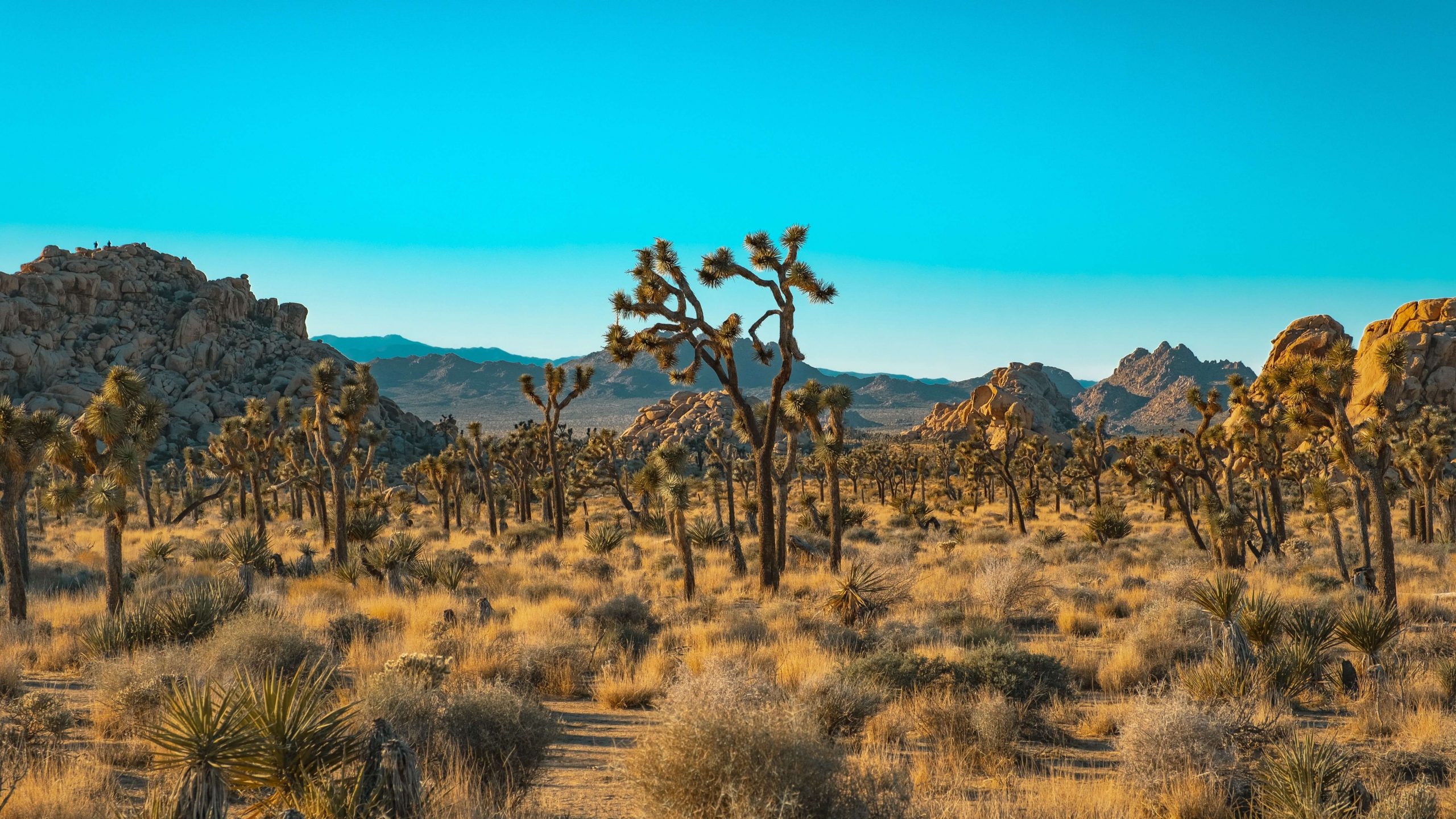 What is the entrance fee for Joshua Tree National Park?