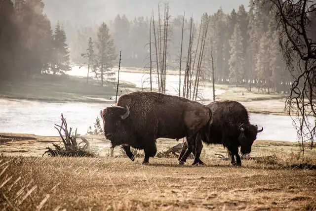 bison roaming during winter