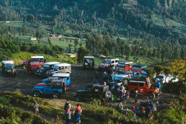 cars parked in a crowded forest