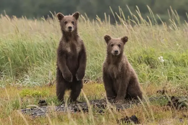 two black bear cubs in a grass field