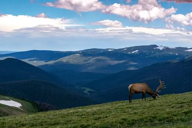 moose eating grass next to mountains