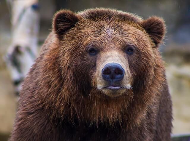 grizzly bear in a field