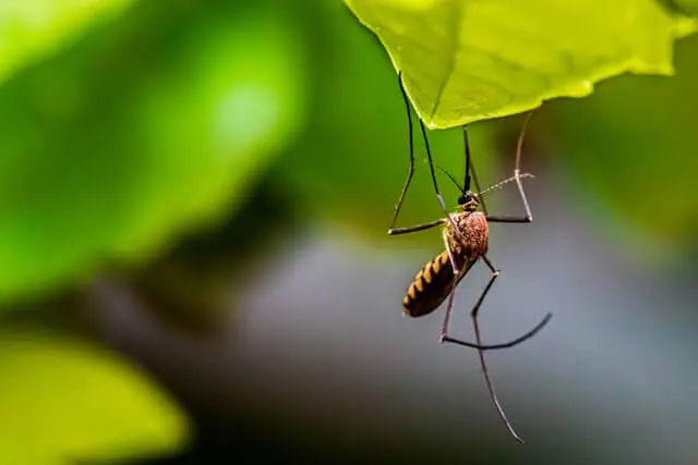 mosquito sittin on a leaf