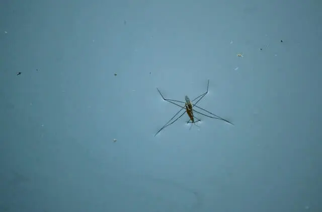 mosquito sitting on water