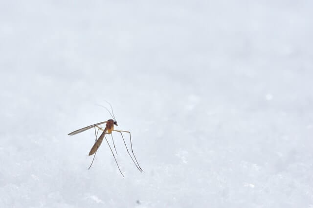 mosquito on a white background