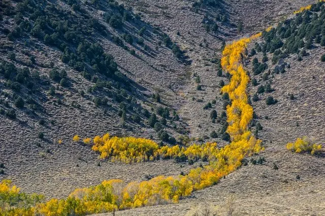 yellow trees in between mountains