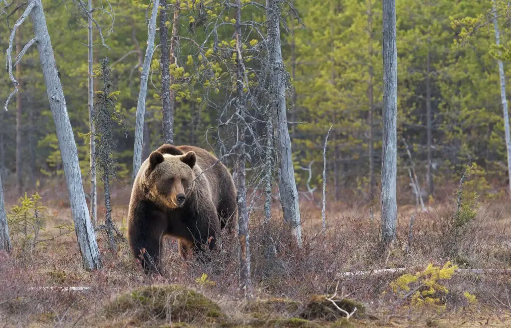 bear in forest