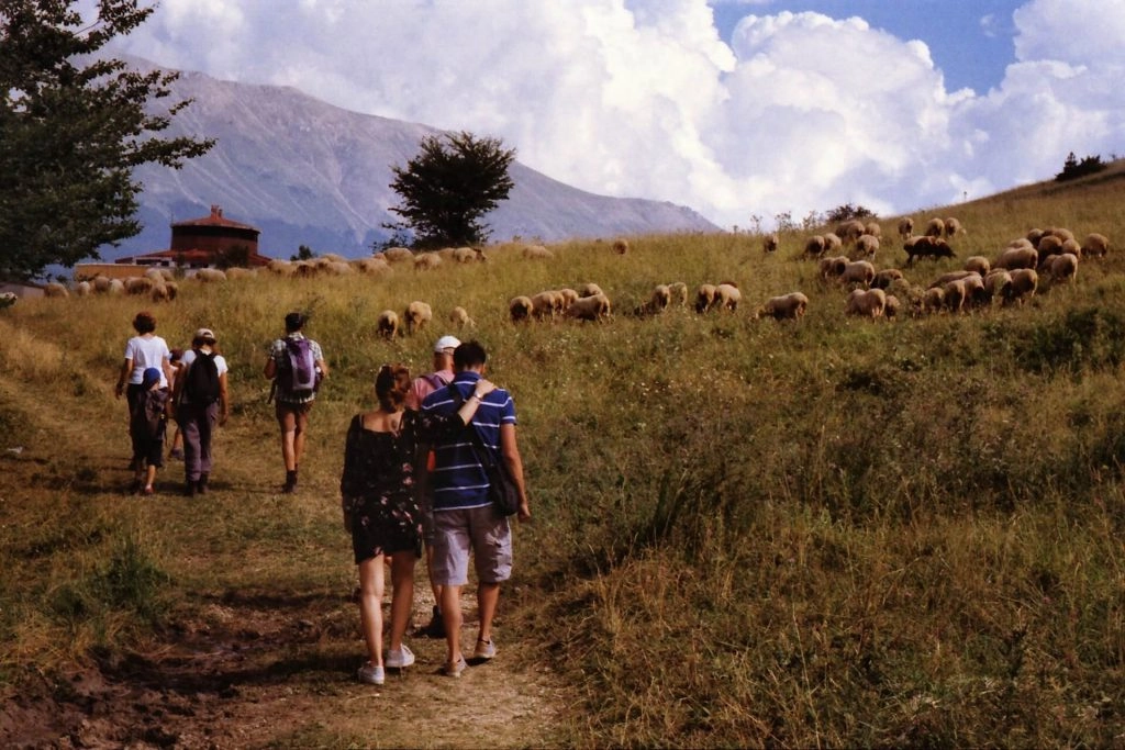 hikers out on grassy trail near sheep