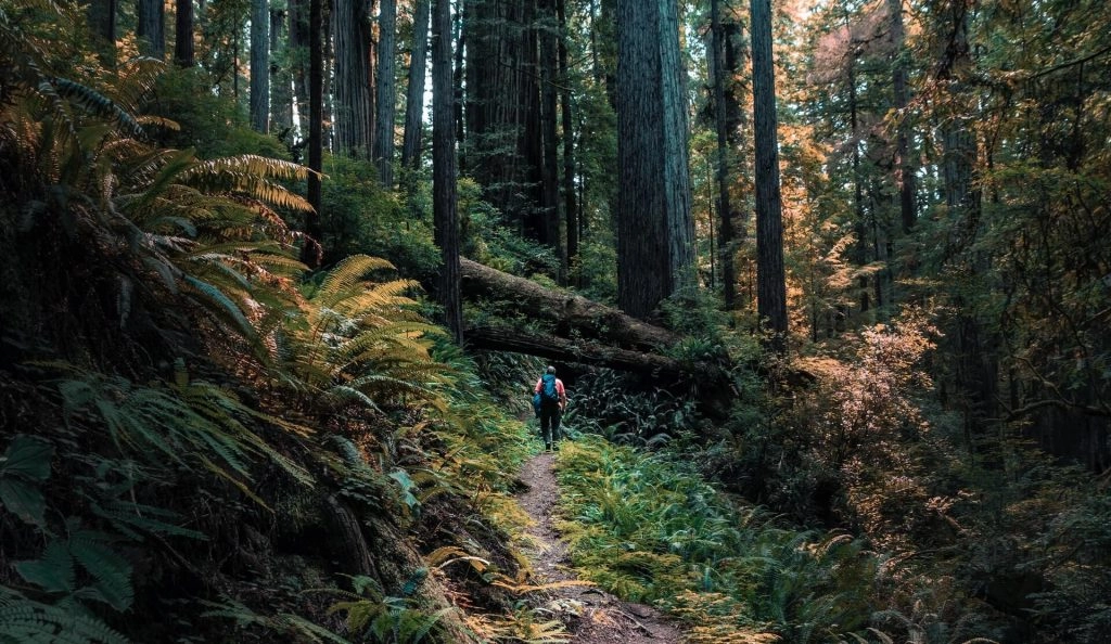 hiker in redwood forest