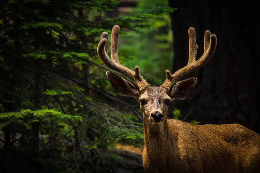 deer in yosemite