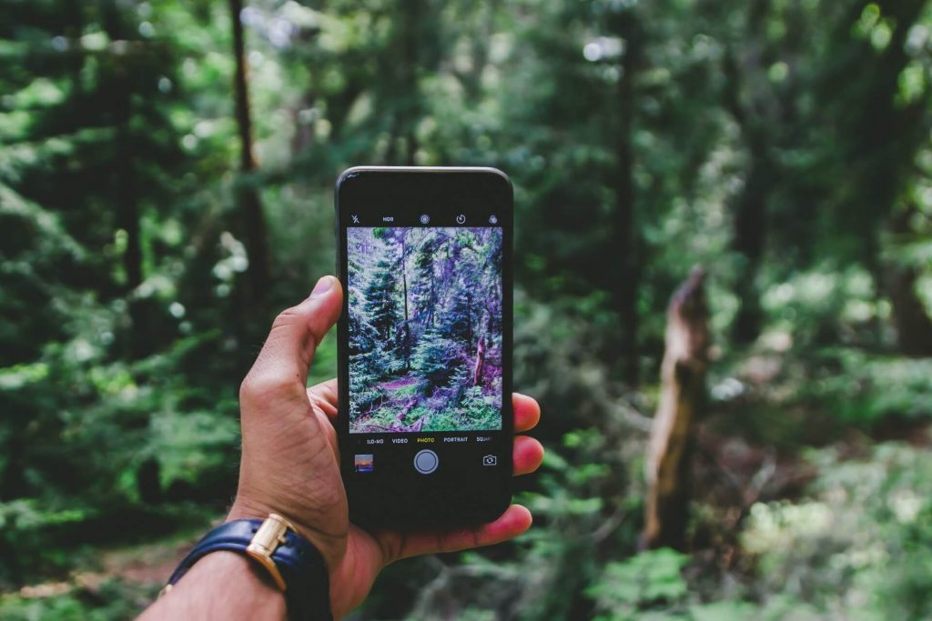 person holding phone in mossy forest
