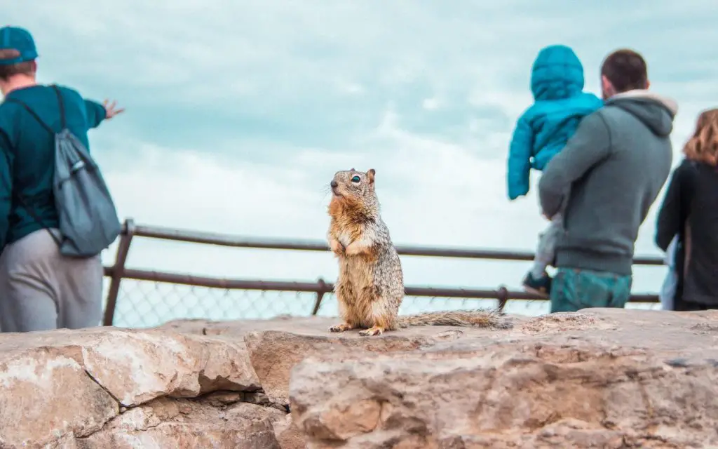 squirrel standing on rock in grand canyon