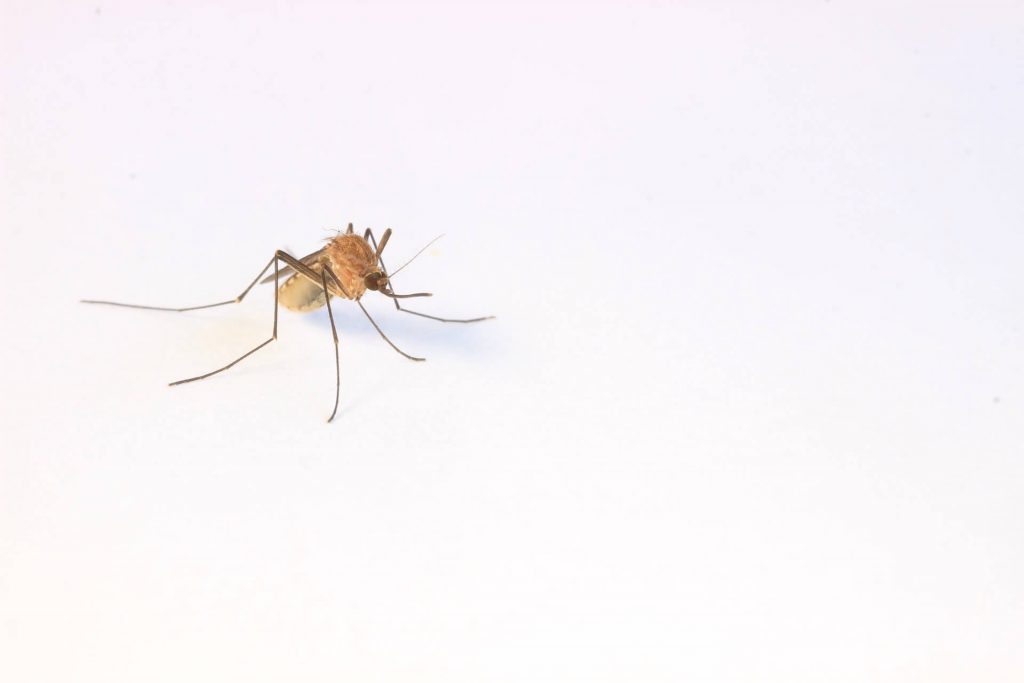 mosquito on white background