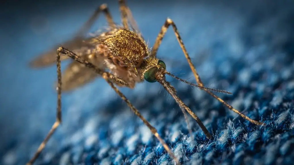 mosquito on blue fabric