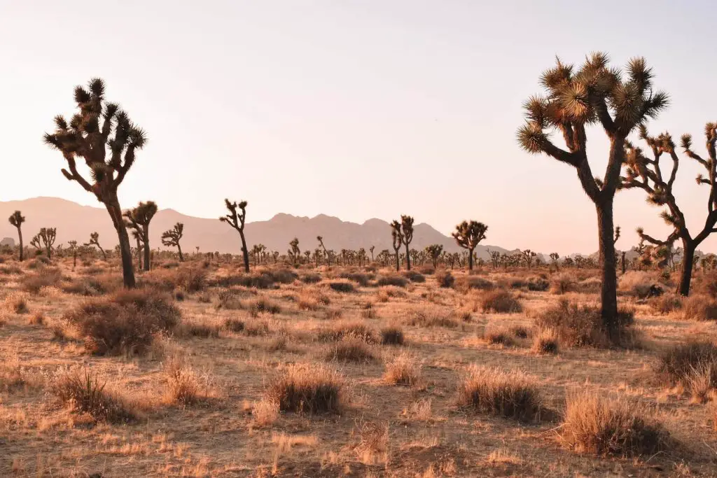 desert field with joshua trees and yellow brush